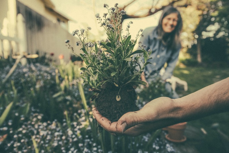 hand holding a plant covered in soil