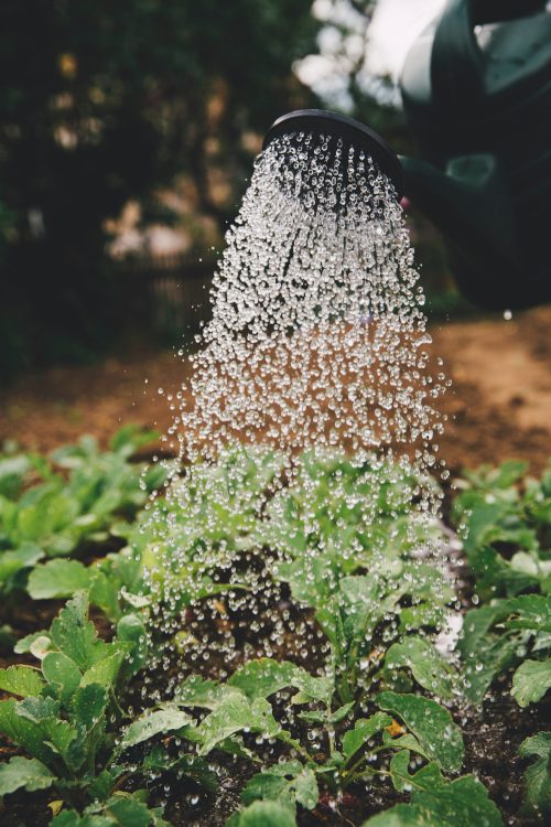Plants being watered from a watering can