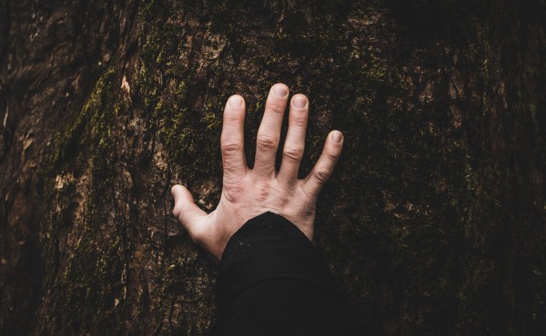 Hand touching tree bark