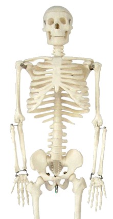 skeleton 