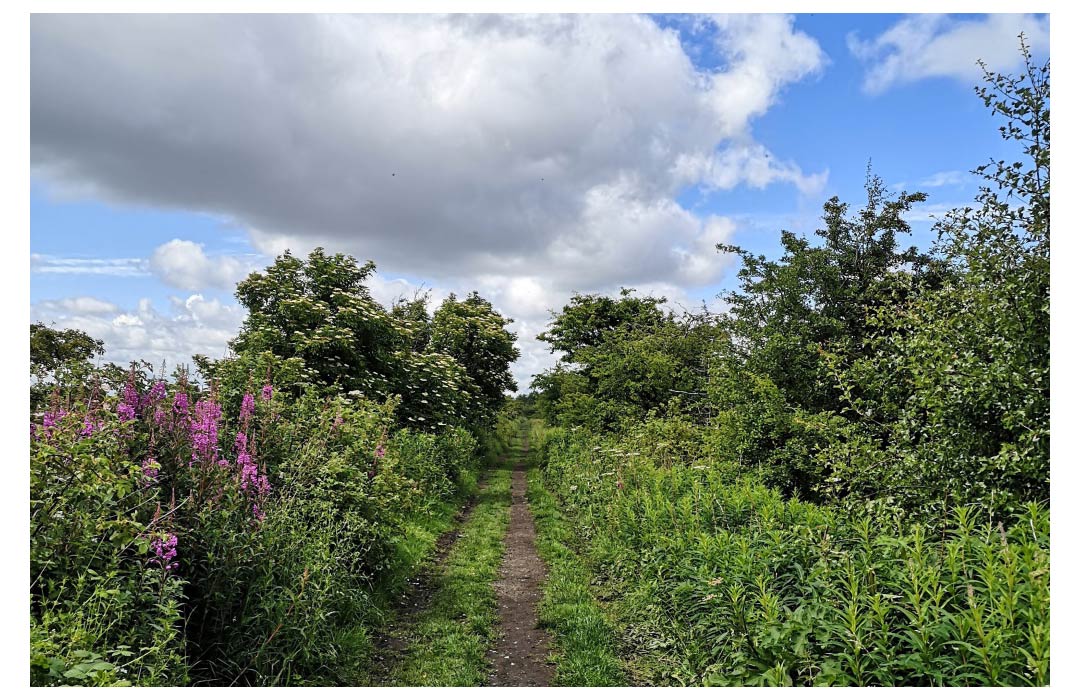 blue sky with clouds and green bushes either side of a footpath