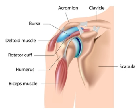 diagram of shoulder showing Sub Acromial Pain area
