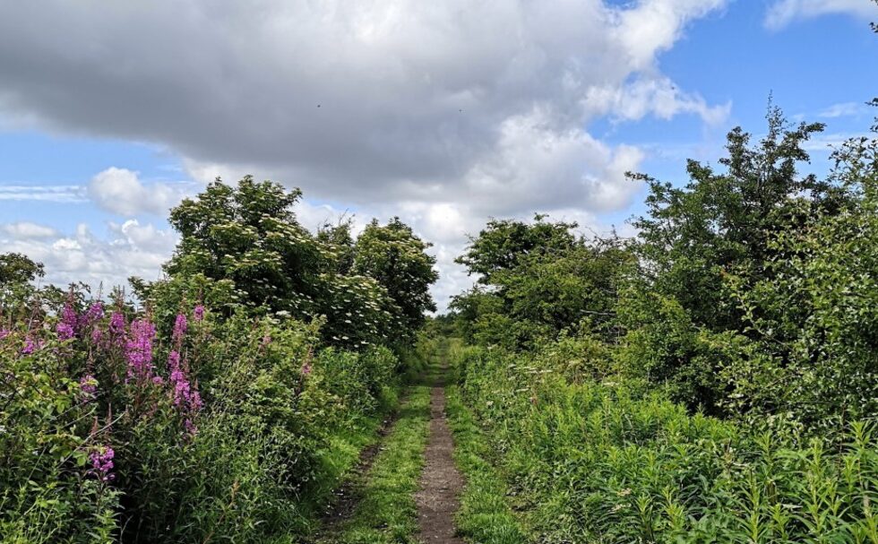 Image of country lane