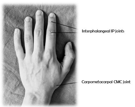 hand showing Interphalangeal IP joints and Carpometacarpal CMC joint