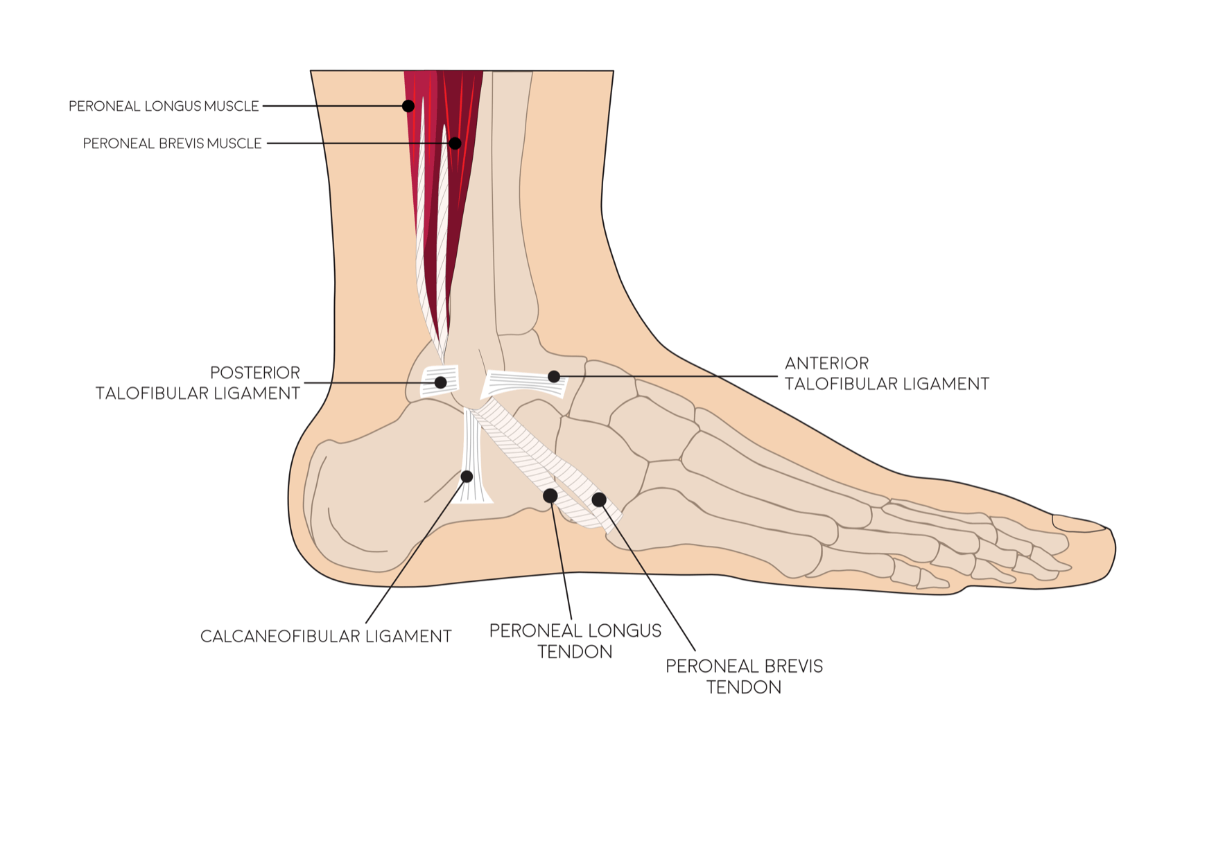 how does elevation of the damaged ankle decrease inflammation