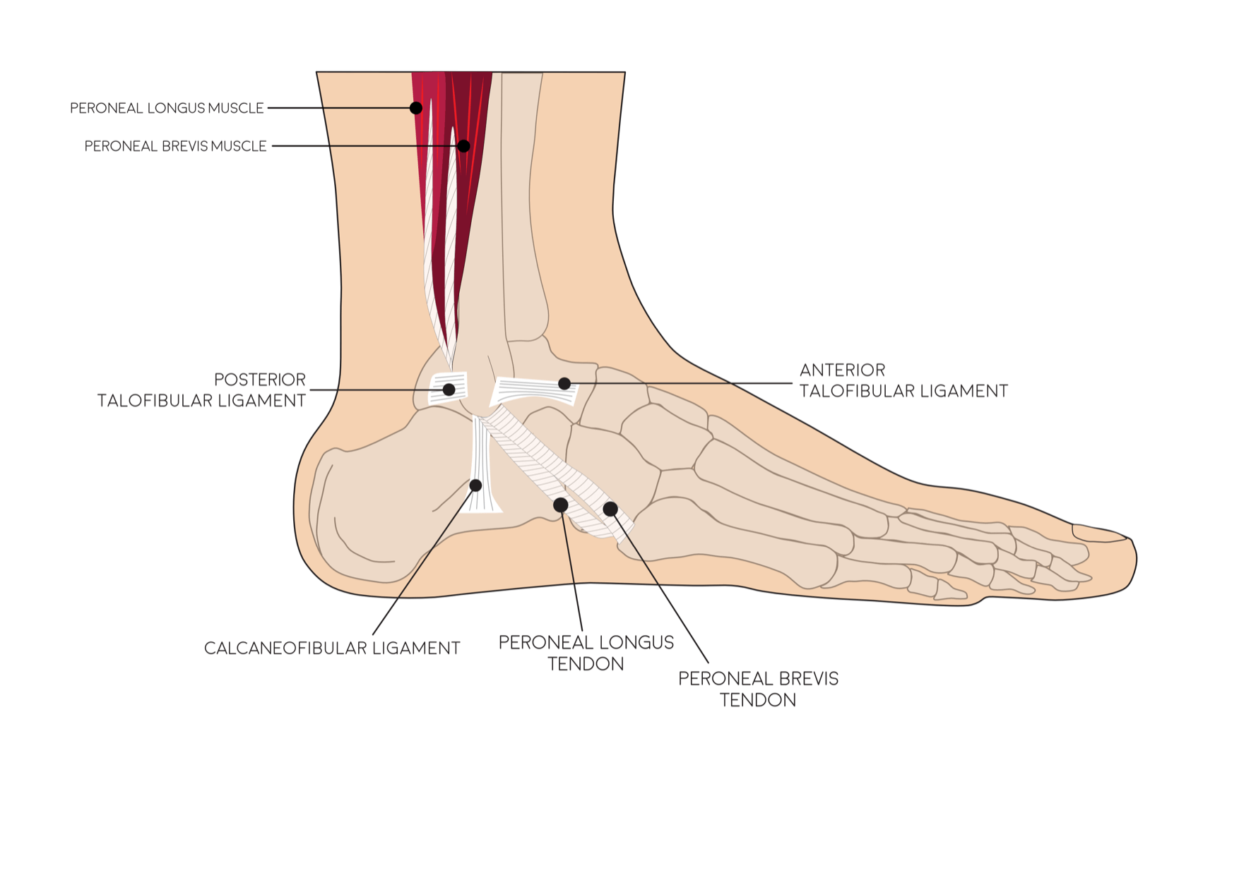 Ankle Anatomy