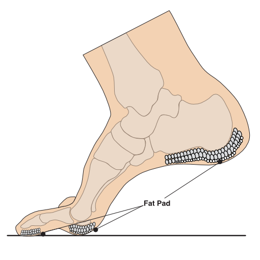 Illustration of forefoot fat pad