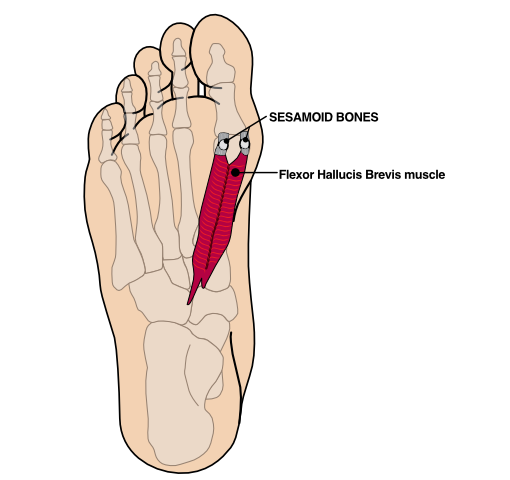 plantar foot showing location of sesamoid bones