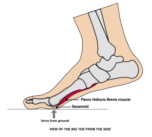 Side view of the foot and location of the sesamoid
