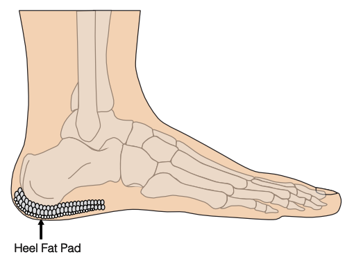 Foot with location of plantar fascia location