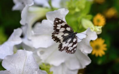 Dedicated webpage offers essential wellbeing guide