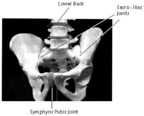 Diagram of the Lower Back, Sacroiliac joint and the symphysis pubis joint