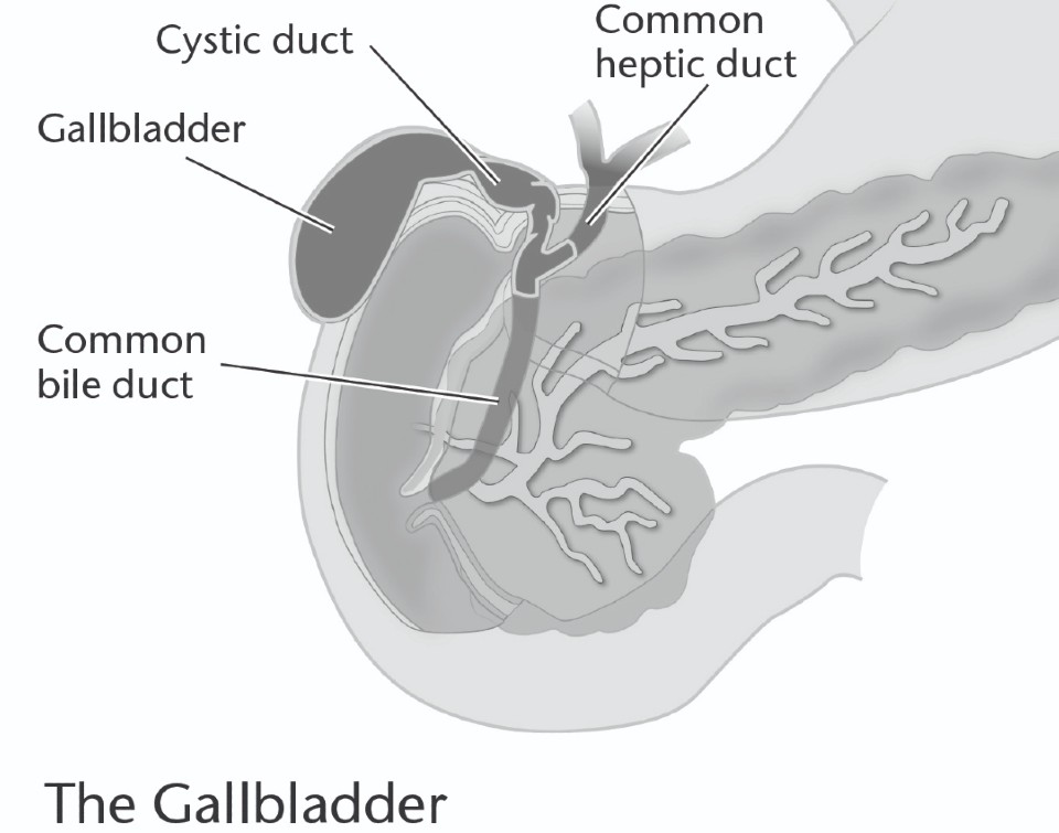 Diagram of the gallbladder 