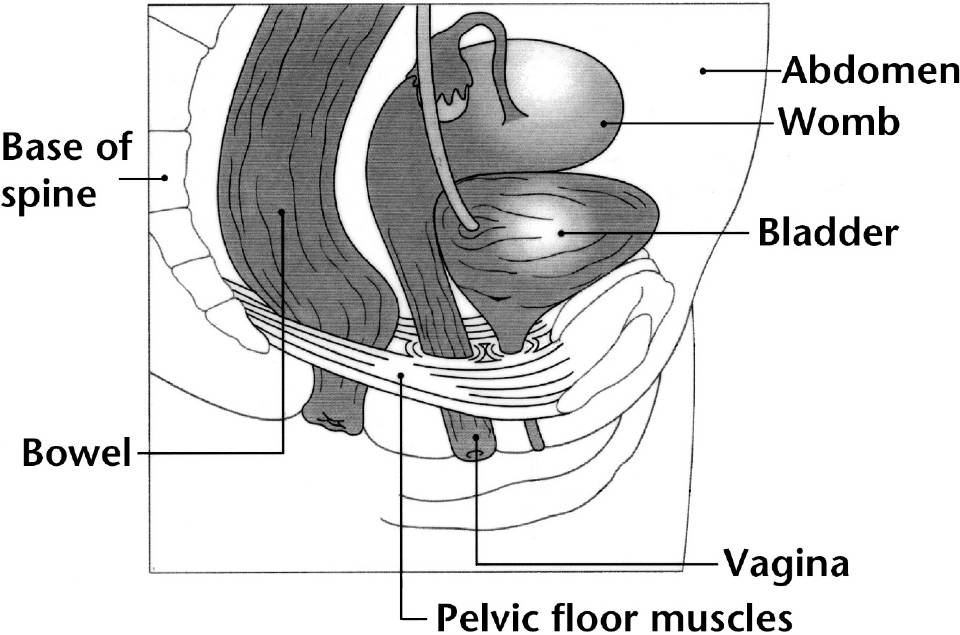 Labelled diagram od the pelvic muscles