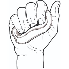 Illustration of squeezing putty as a hand and finger exercise
