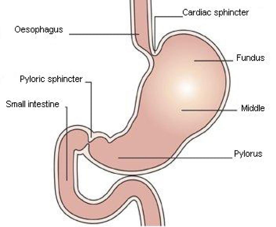diagram of the intestine