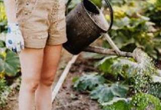 person watering plants with a watering can