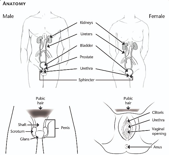 anatomy diagram 