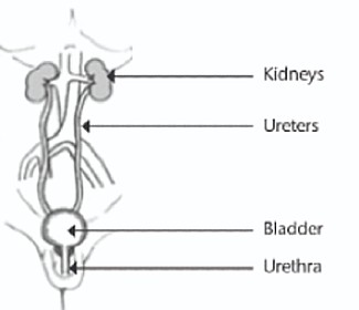 diagram of uriany system