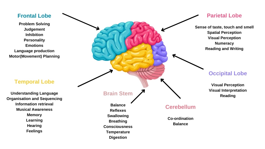 Brain diagram (Image 1.2) Frontal Lobe<br />
Problem Solving<br />
Judgement<br />
Inhibition<br />
Personality<br />
Emotions<br />
Language production<br />
Motor(Movement) Planning</p>
<p>Temporal Lobe<br />
Understanding Language<br />
Organisation and Sequencing<br />
Information retrieval<br />
Musical Awareness<br />
Memory<br />
Learning<br />
Hearing<br />
Feelings</p>
<p>Brain Stem<br />
Balance<br />
Reflexes<br />
Swallowing<br />
Breathing<br />
Consciousness<br />
Temperature<br />
Digestion</p>
<p>Cerebellum<br />
Co-ordination<br />
Balance</p>
<p>Occipital Lobe<br />
Visual Perception<br />
Visual Interpretation<br />
Reading</p>
<p>Parietal Lobe<br />
Sense of taste, touch and smell<br />
Spatial Perception<br />
Visual Perception<br />
Numeracy<br />
Reading and Writing<br />