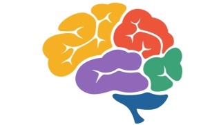 Brain (image 1) A brain in various colours