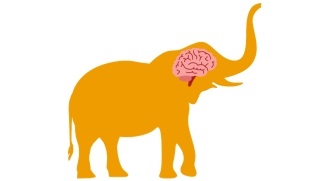 image 6 elephant with it's brain visible<br />