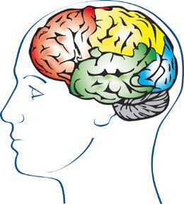Brain Injury Self-management Programme image brain-injury-self-management-programme- brain image