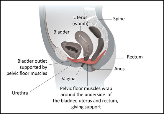 Reproduced from: Royal College of Obstetricians and Gynaecologists. “Your pelvic floor exercise from the perineal tears and episiotomies in childbirth, Patient Information Leaflet. London: RCOG; with the permission of the College.