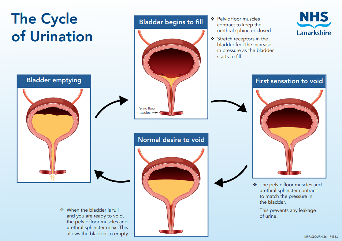 The Cycle of Urination
